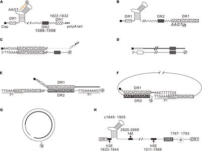 Frontiers | DNA Engineering And Hepatitis B Virus Replication